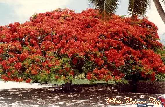 Les héros et les autres 1 : Les Flamboyants de Nolimé – L’Heure du Tigre